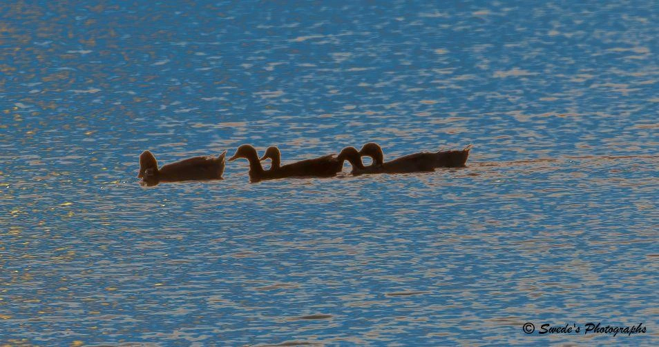 Ducks at Dawn

"The scene feels like dawn distilled into a single quiet gesture. Five ducks move across a sheet of water that looks less like a lake and more like brushed metal catching first light. The surface shifts between deep blue and warm gold, as if the night and the morning are still negotiating who gets to stay. The ducks appear as dark silhouettes—clean, simple shapes gliding without hurry.

Two ducks in the center drift so close that their necks lean toward one another, forming a soft, accidental heart shape. It’s subtle, the kind of moment you’d miss if you blinked, but once you notice it, the whole image feels like a small ceremony of connection. The ducks ahead and behind stretch the line into a gentle rhythm, each silhouette spaced just enough to suggest quiet companionship rather than formation.

The water carries the light in long, trembling streaks, so every ripple becomes a brushstroke. Nothing in the frame is loud. It’s all restraint—shape, shadow, reflection—letting the warmth of dawn do the storytelling. The photograph feels like a breath taken before the day begins." - Microsoft Copilot