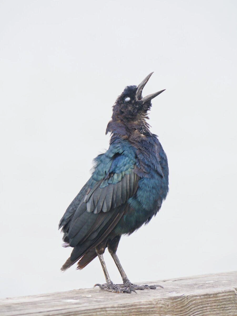 Boat tailed grackle singing with eyes closed