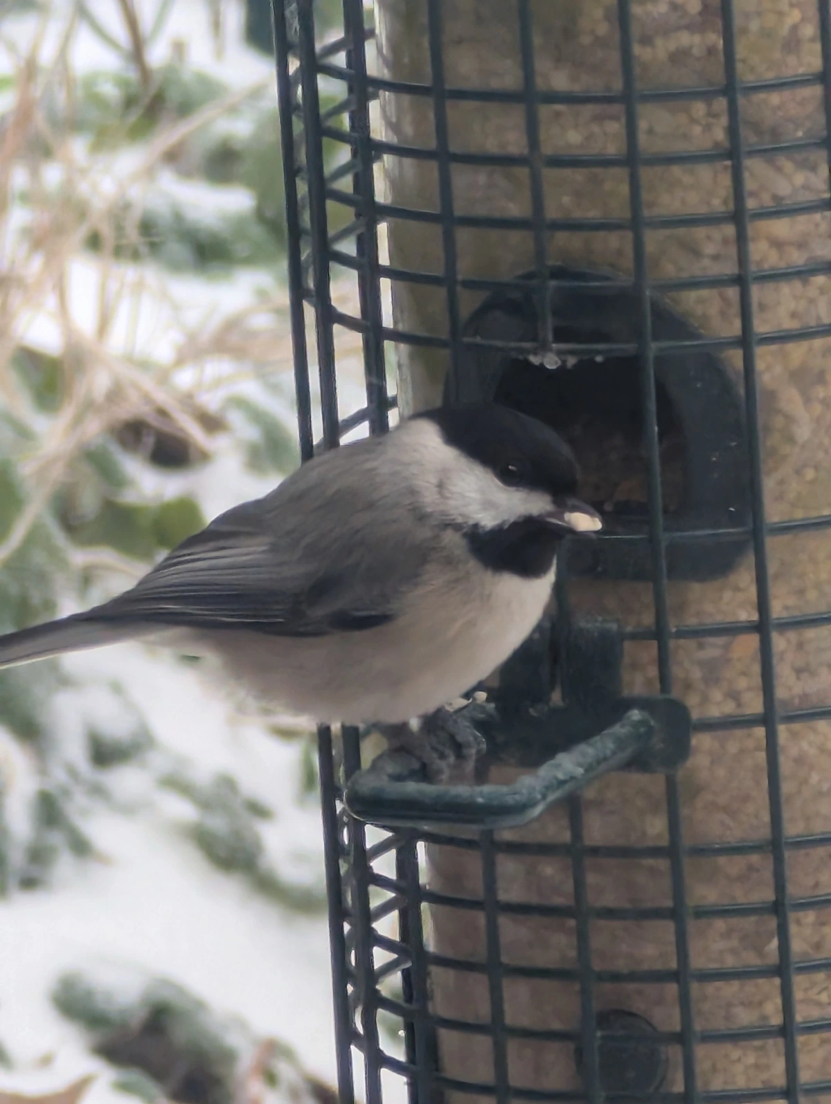Carolina Chickadee