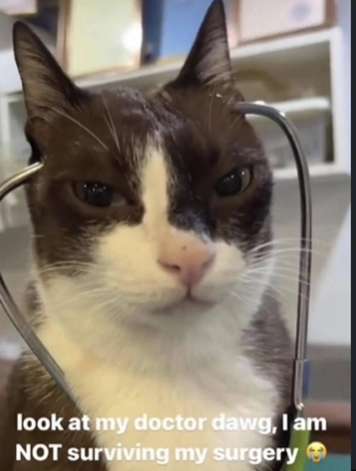 "look at my doctor dawg, I am NOT surviving my surgery 😭". Picture of a cat with a stethoscope