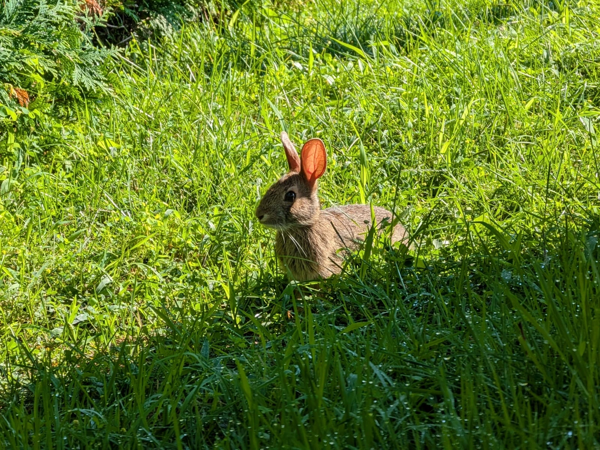 baby rabbit sitting halfway between sunlit and shadowed grass