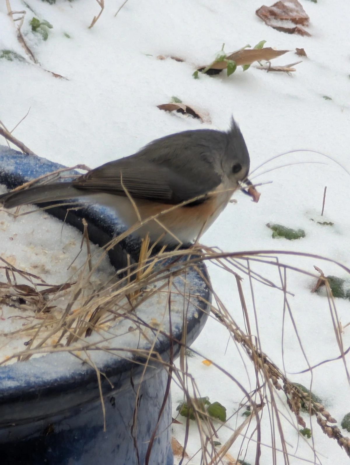 Tufted Titmouse grabbing lunch