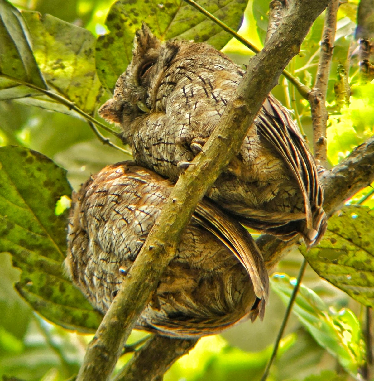 Two extremely round brown owls are snoozing in a sunny free. One is a round ball of snoozing floof, the one cuddling close has head up, ears up, eyes slitted to consider the tourists. These lovebirds are Tropical Screech-Owls. Laguna de Sonsa, Colombia. Nov 2025. Photo by Peachfront.  