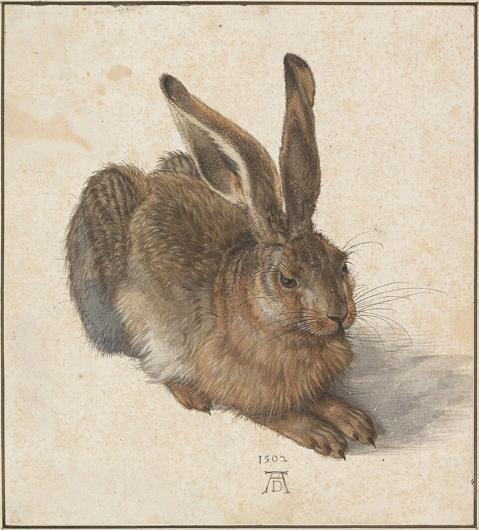 Albrecht Dürer’s Young Hare: a highly detailed watercolor and gouache study of a hare in profile, with soft brown fur, large ears, and a calm alert expression on a plain light background.