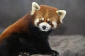 EN IMAGE. "La famille s'agrandit !" : un bébé panda roux est né au zoo de Lille