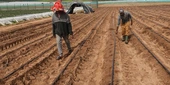 Climate-Fueled Extreme Heat Poses 'Systemic Risk to Global Food Security,' Warns UN | Common Dreams