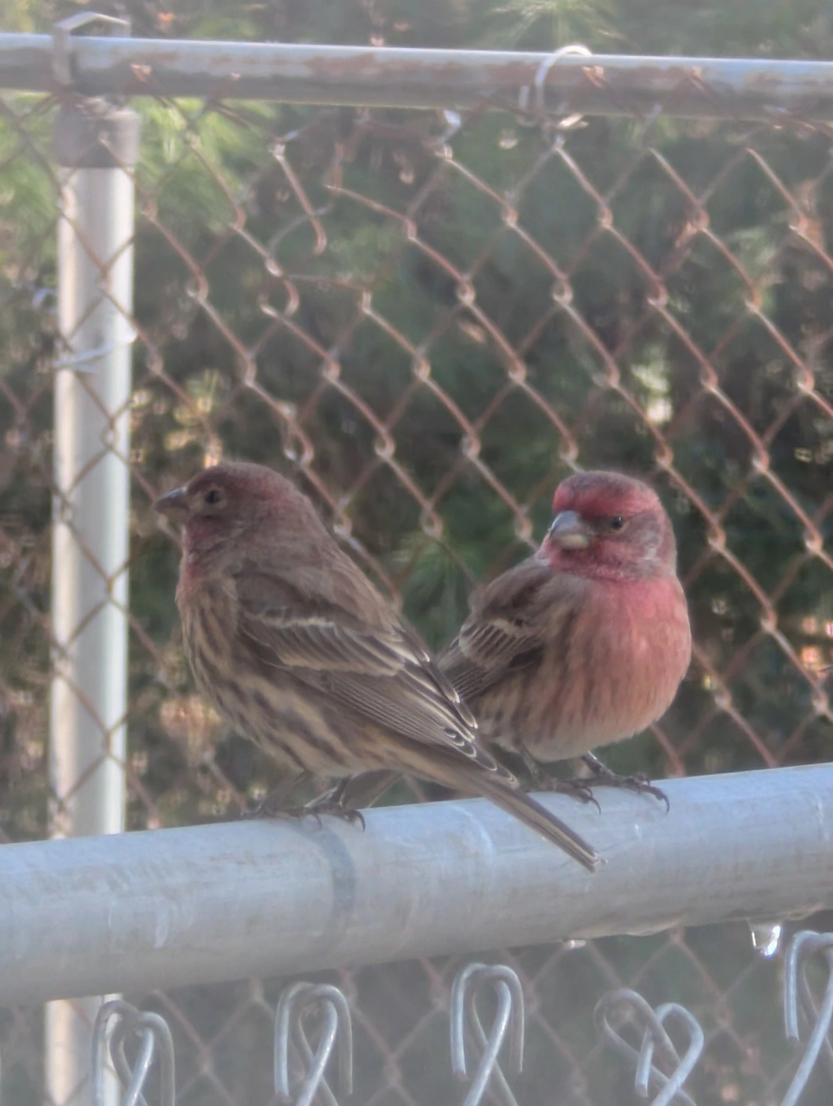 Couple of House Finches