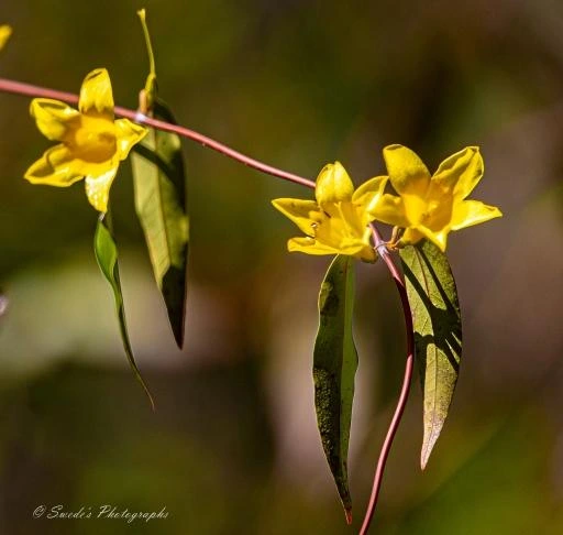 "The photograph captures a single, arching vine of Carolina jasmine held in crisp focus against a soft, blurred backdrop. The stem is a warm reddish‑brown, slender and slightly curved, almost like a brushstroke suspended in the air. Along it, narrow, glossy green leaves reach outward in alternating directions, their surfaces catching the light with a gentle sheen.

Two bright yellow blossoms command the center of the frame. Each flower is shaped like a small trumpet opening toward the viewer, with five rounded petals forming a soft star. The petals glow with a saturated, sunlit yellow—rich, warm, and almost luminous—creating a striking contrast against the deep greens of the leaves and the muted background. The flowers appear delicate but confident, as if they’re quietly announcing spring." - Microsoft Copilot