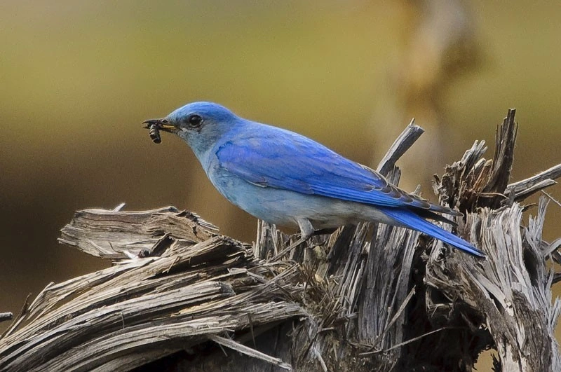 Photo d’un oiseau pas très gros, au bec fin, tout bleu (un très beau bleu !), perché sur du bois mort avec une larve dans le bec.