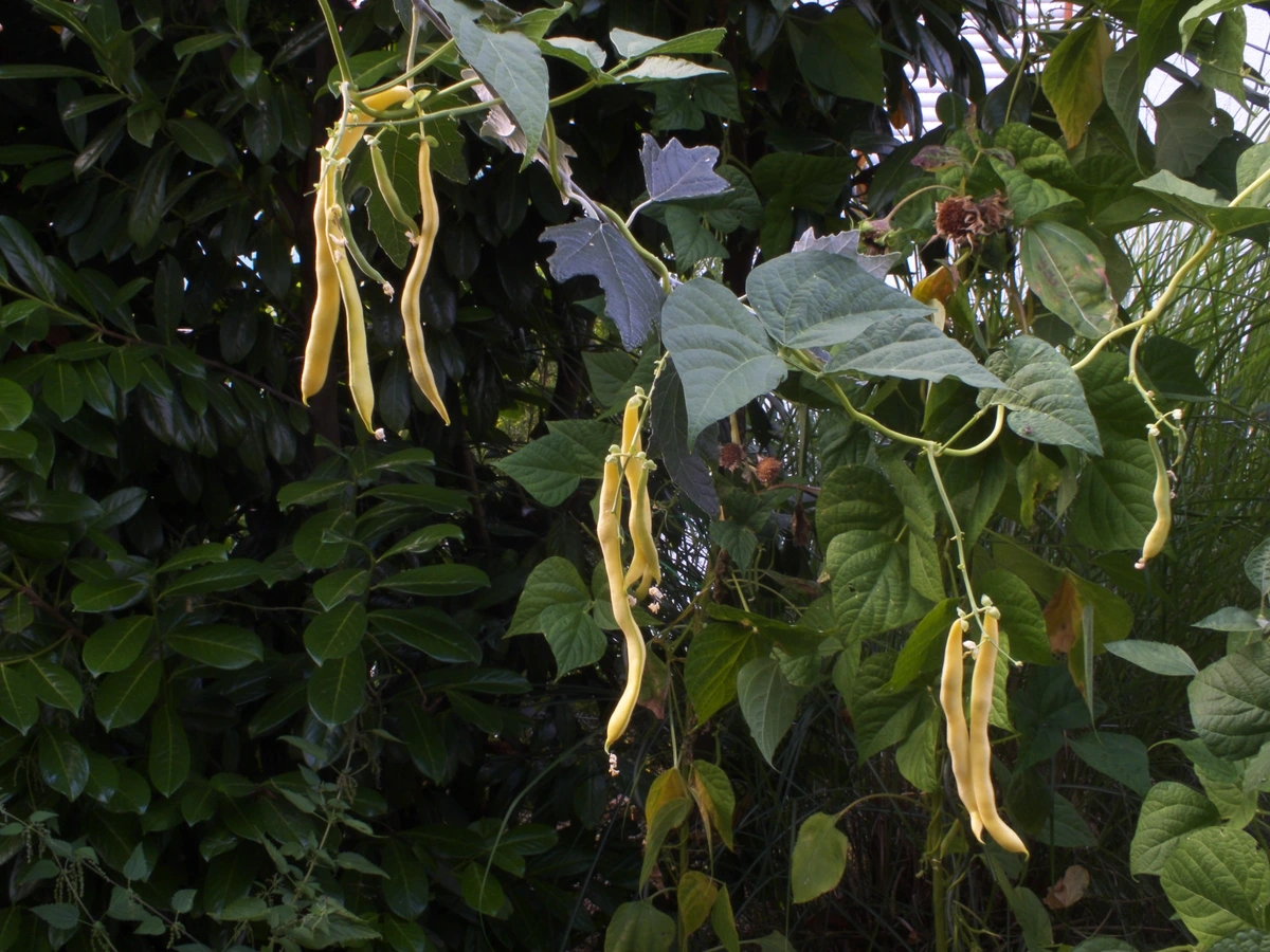 Photo of four groups of yellow beans hanging down from a vine growing from a shrub in the back onto the twig of a tree. The focus is on the group closest to the camera. The closed aperture increasingly blurres the others. There are shrubs, sunflowers and nettels in the brackground.