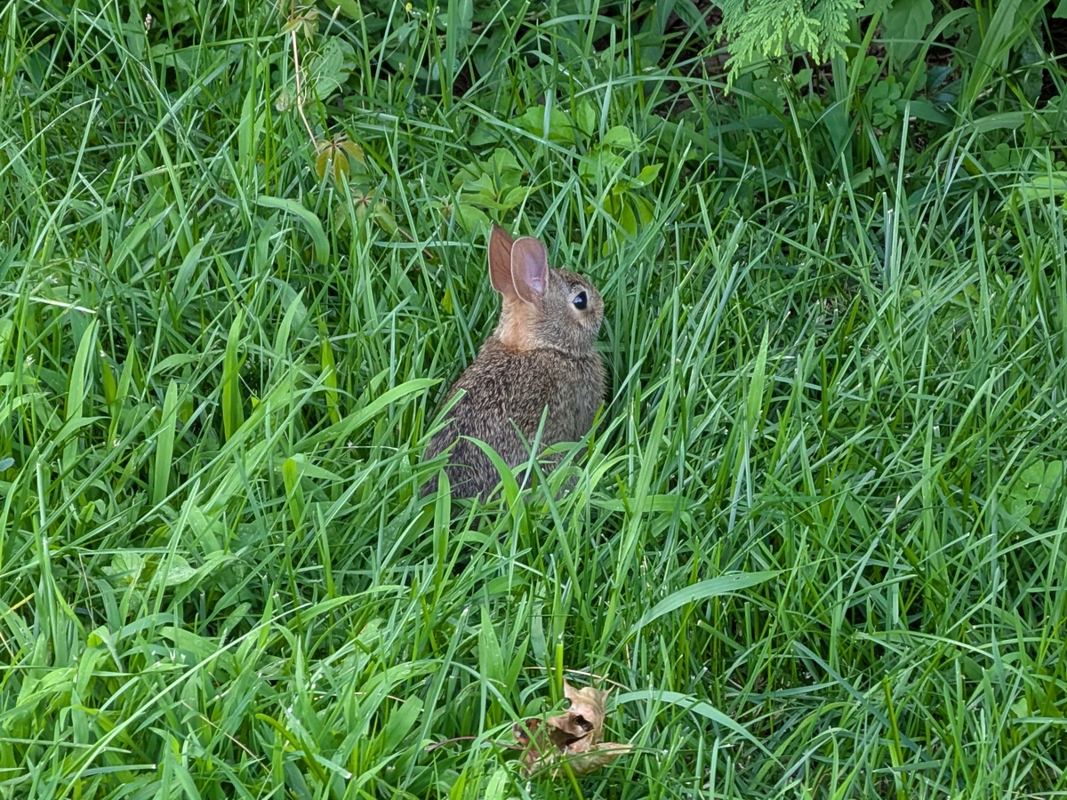 Baby rabbit in grass about as tall as it