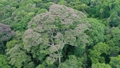Some tropical trees act as lightning rods to fend off rivals