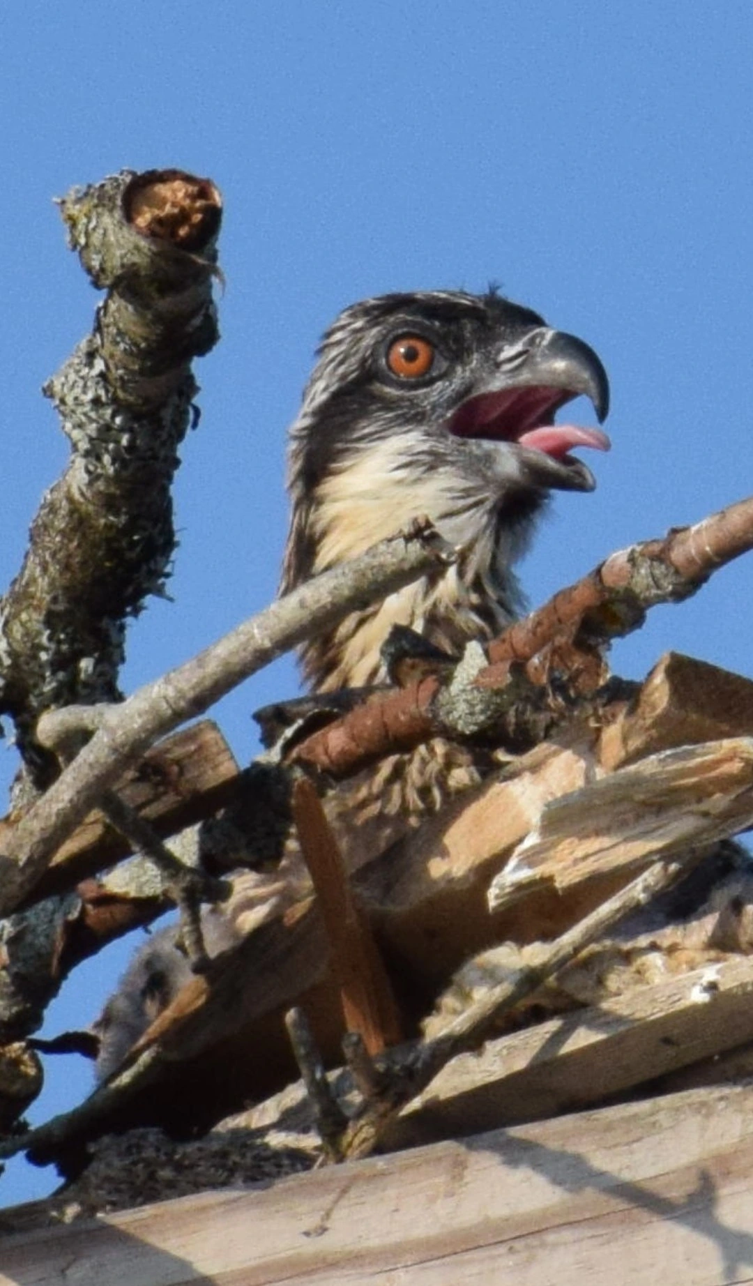 Osprey chick