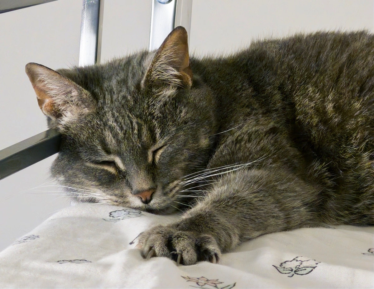A close-up of a classic silver tabby resting on a mattress against a metal bar. Her left front paw is placed in front of her face with her claws digging slightly into the sheets.