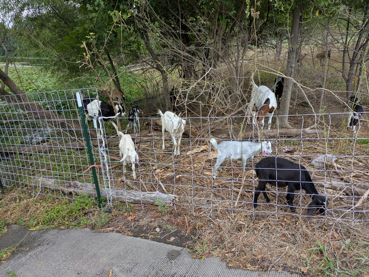 Goats!