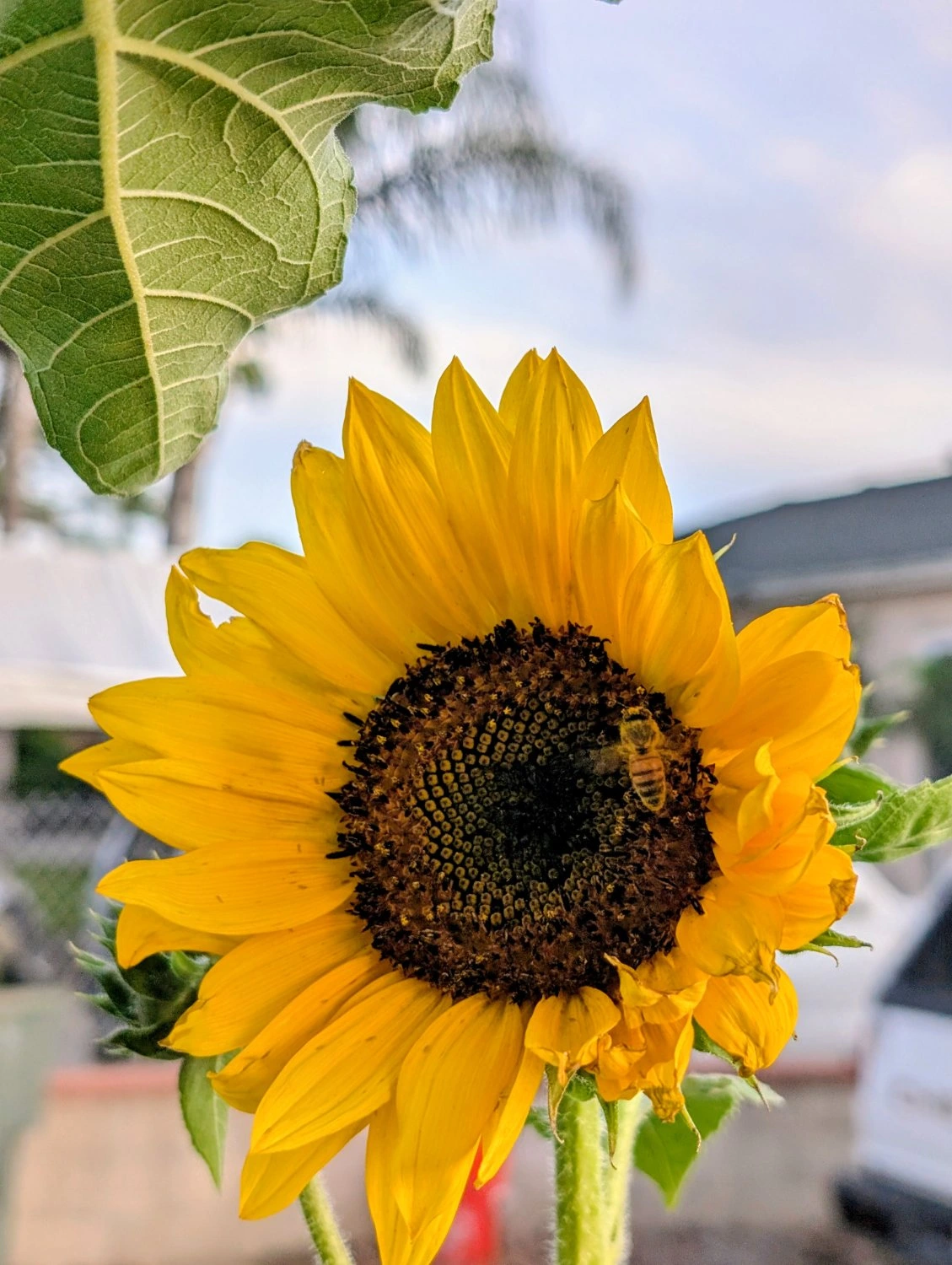 A bee lightly dusted in pollen on the central disk of a sunflower. The disk is partially bloomed, and half of the outer petals of the sunflower are slightly crushed.