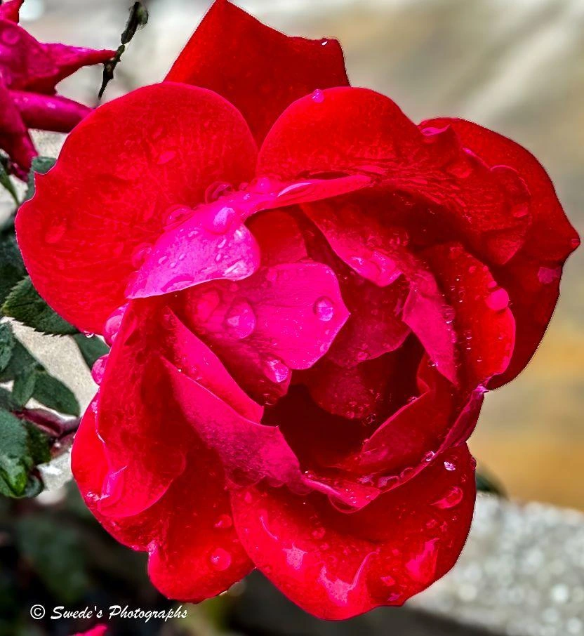 Rain‑Kissed Rose

"The rose in your photo feels almost close enough to touch. A single bloom fills the frame, its petals a deep, saturated red that borders on velvet. Each petal curls outward with a soft, sculpted precision, and the entire flower is jeweled with clear droplets of water—some tiny as mist, others round enough to catch the light like glass beads. The droplets cling to the folds and edges, turning the rose into something both tender and luminous, as if it has just stepped out of a gentle rain.

Behind the bloom, the world softens into a blur of greens and muted stone tones. The background never competes; it simply holds the rose in quiet contrast, letting the color and texture of the petals command all attention. The overall feeling is intimate, almost contemplative—a moment of stillness captured in the aftermath of water and bloom." - Microsoft Copilot