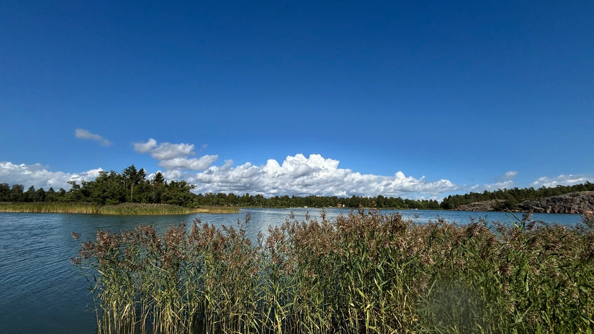 Photo of water over some reeds with an island, forest and a cliff on the horizon. Blue skies except for some white fluffy clouds.
