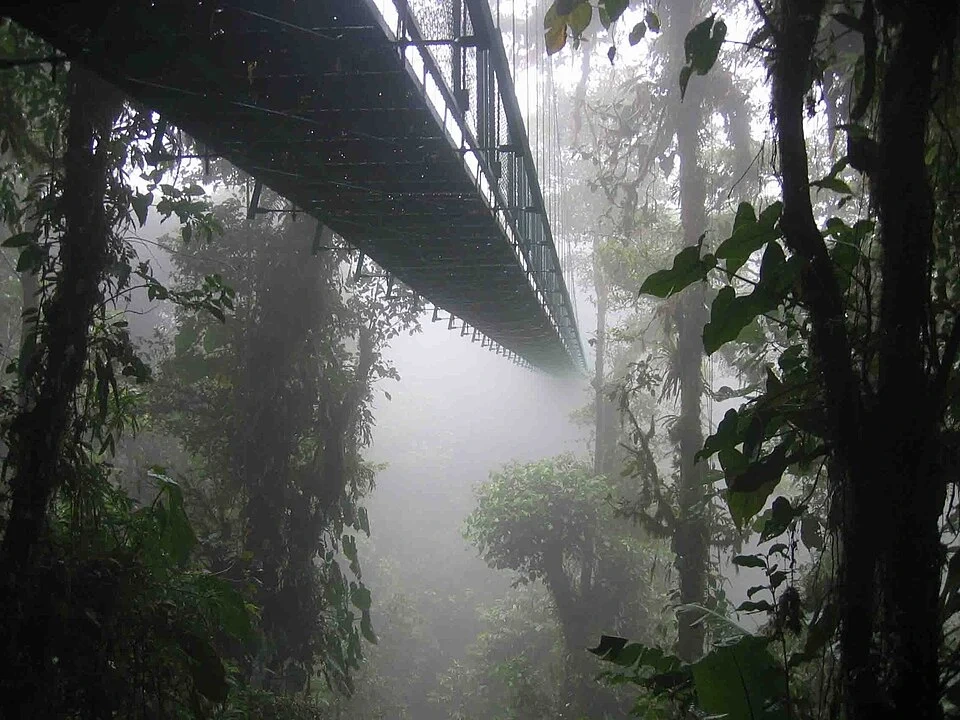 A skywalk leading through a foggy forest