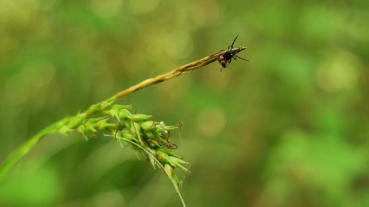 Photo of a small tick on the back of its mother [assumed] tick on the end of a plant's stem. Photo by Angelino Desmet; https://www.smetterling.eu