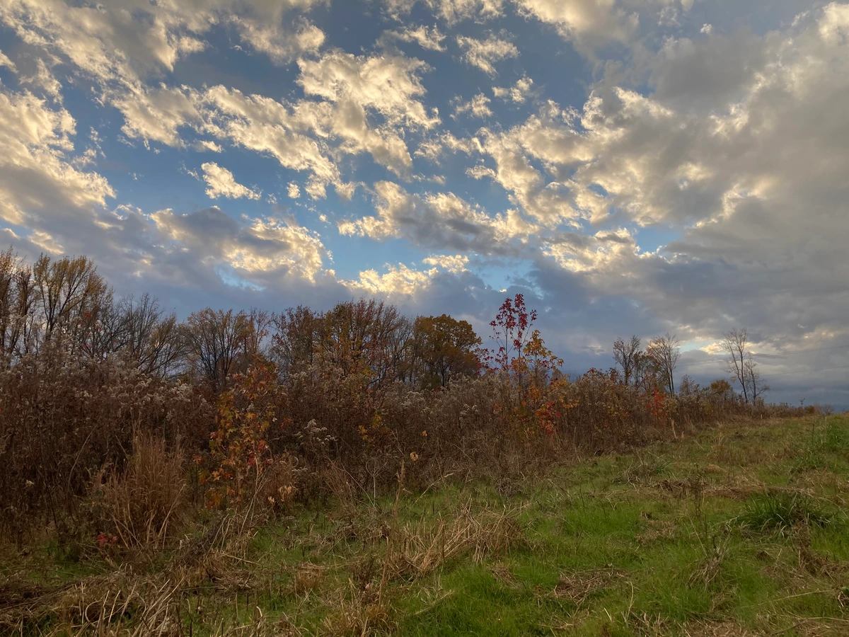 A photograph taken in the evening but before twilight, toward the end of autumn. A roughly mown field with tufts of green grass growing among stands of brown, cut brush is in the foreground. In the midground, a swath of uncut brown brush is punctuated by a few small trees, each with a smattering of red and yellow leaves. The background shows more mature trees in the distance, also with fall foliage, and above, a blue sky with moderate scattered cloud coverage lit by an out-of-frame setting sun. In the far distance, power lines are just barely visible behind the trees, the only sign of human influence besides the cuttings in the field.