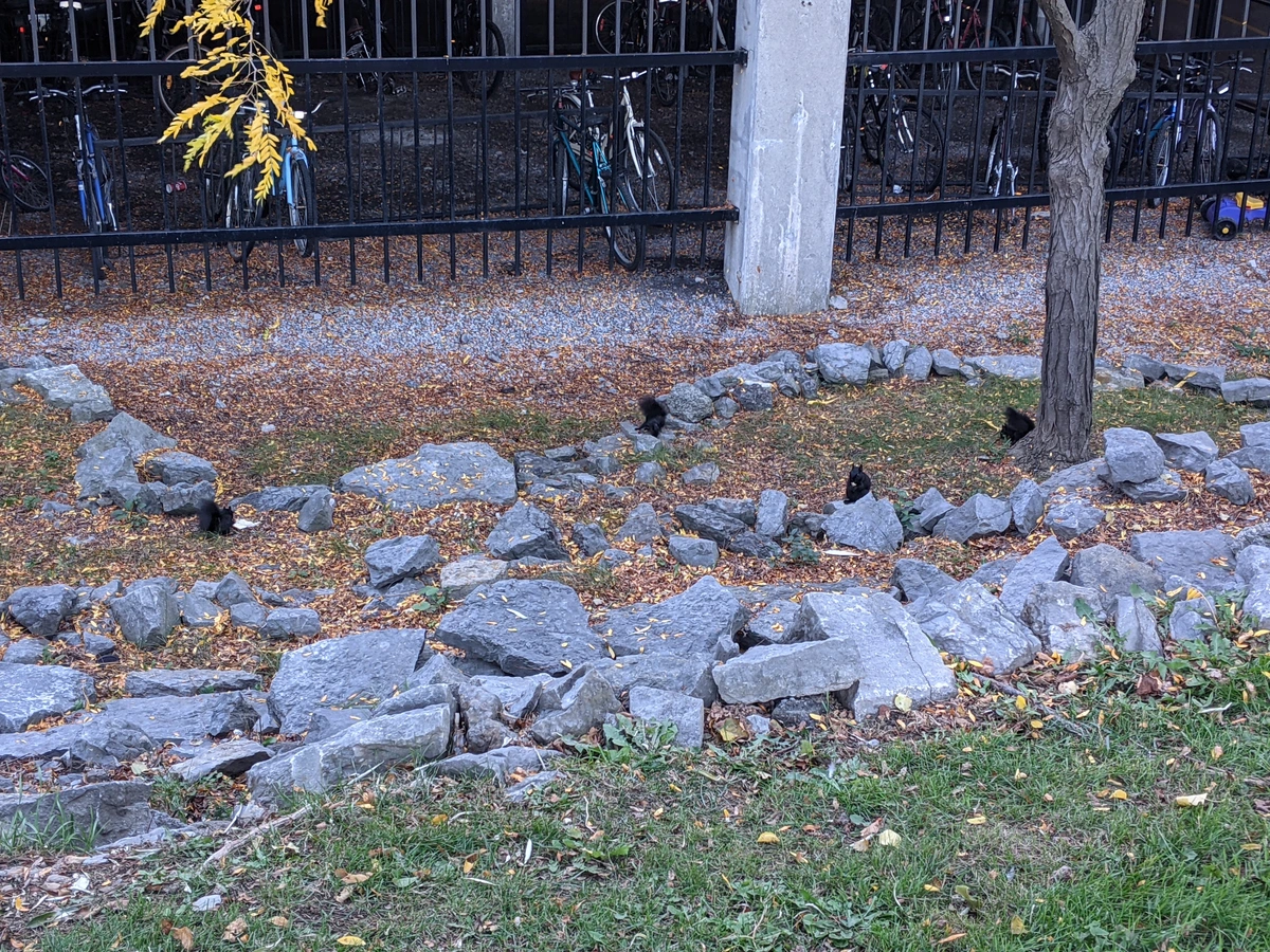 A group of four black squirrels next to a tree in front of a bike parking area