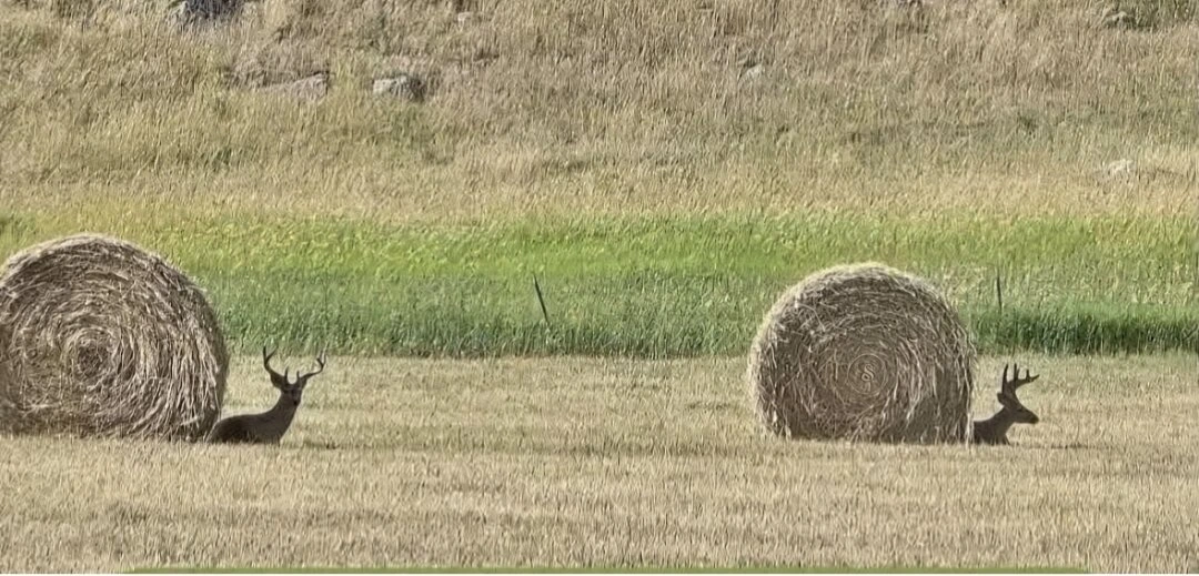 Two spiraled bails of hay with a deer lying next to each, making them resemble two snails.