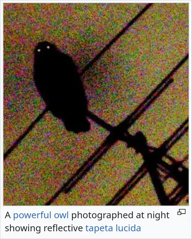A screenshot of a Wikipedia image depicting a blurry nightime photograph of the sillouette of an owl with glowing eyes, captioned "A powerful owl photographed at night showing reflective tapeta lucida"