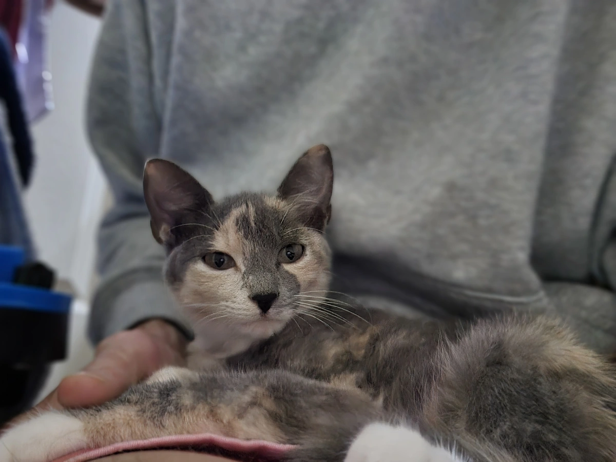 T. the kitten sits in Goosehorse's lap.