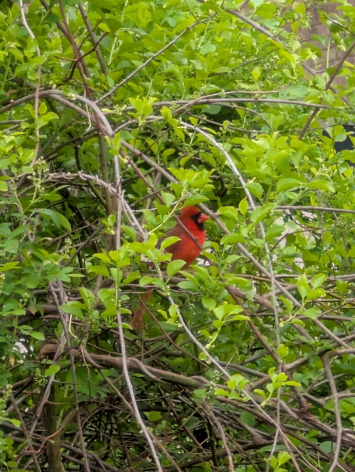 A bird in the bush...