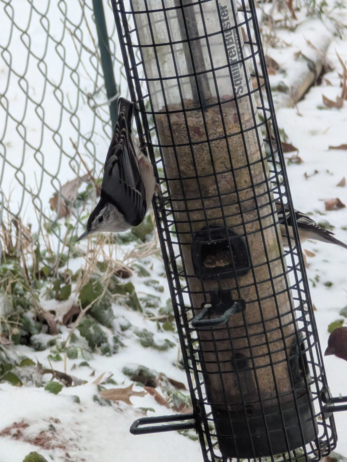 White breasted Nuthatch