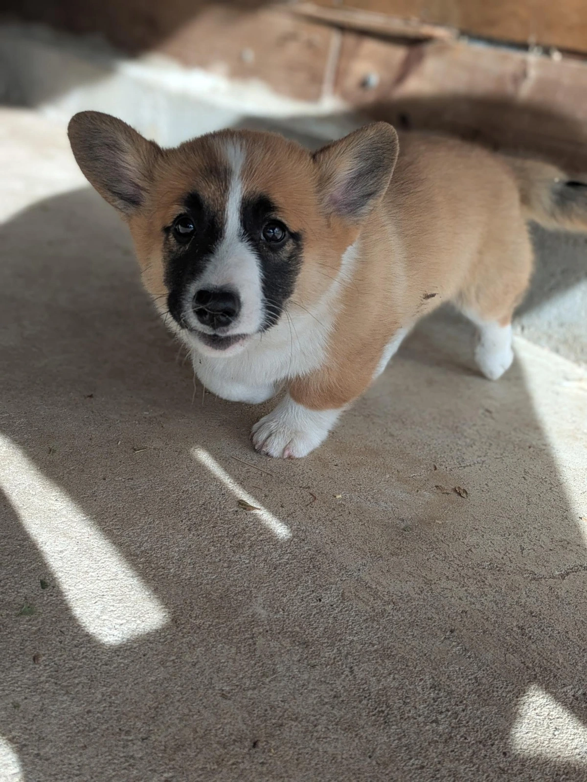 We plan on calling him Tater Tot