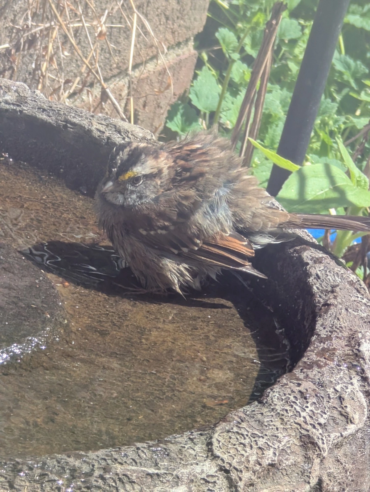 a fledgeling white-throated sparrow fluffing himself up in a bird bath