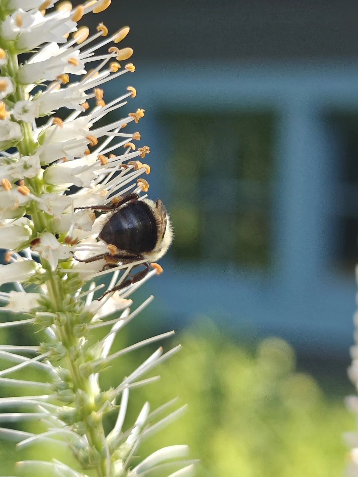 A bee on a Culver's Root plant, which has tons of little flowers along a common stalk