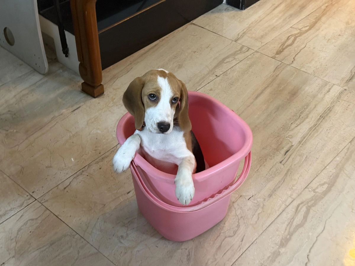 A dog in a bucket