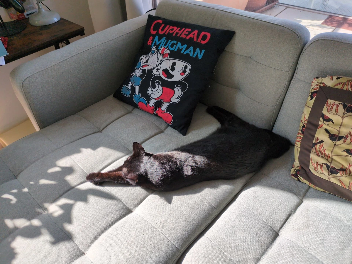 Katze in der Sonne