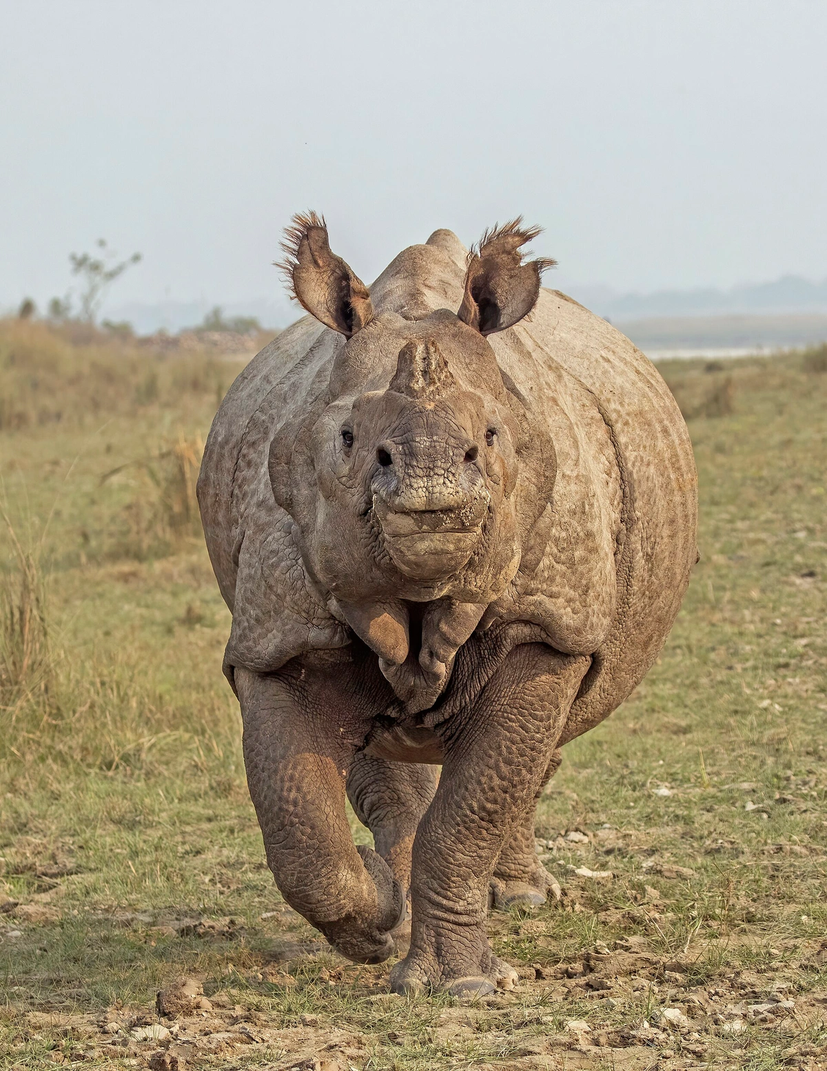 Indian rhinoceros (Rhinoceros unicornis) near Narayani River, Chitwan Community Forest buffer zone, Nepal