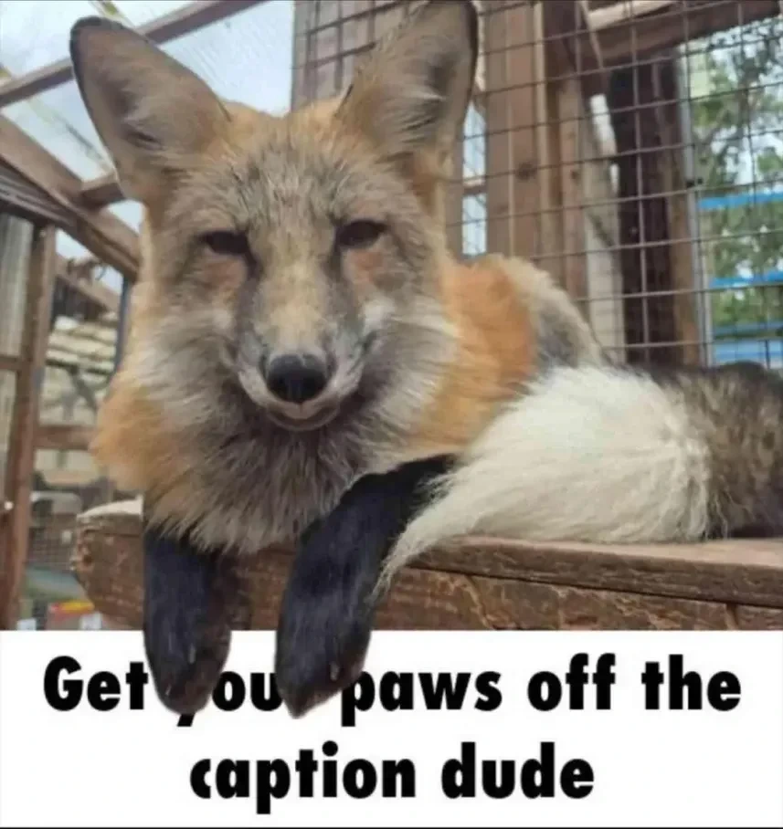 Picture of a fox with its paws on the caption captioned: "Get your paws off the caption dude"