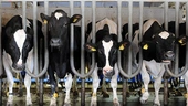 How meat lobbyists have infiltrated the fight against climate change