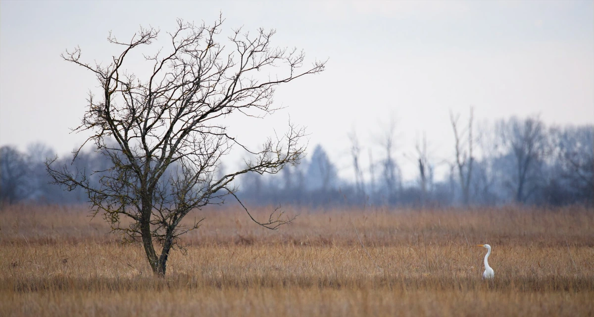 Egret and tree