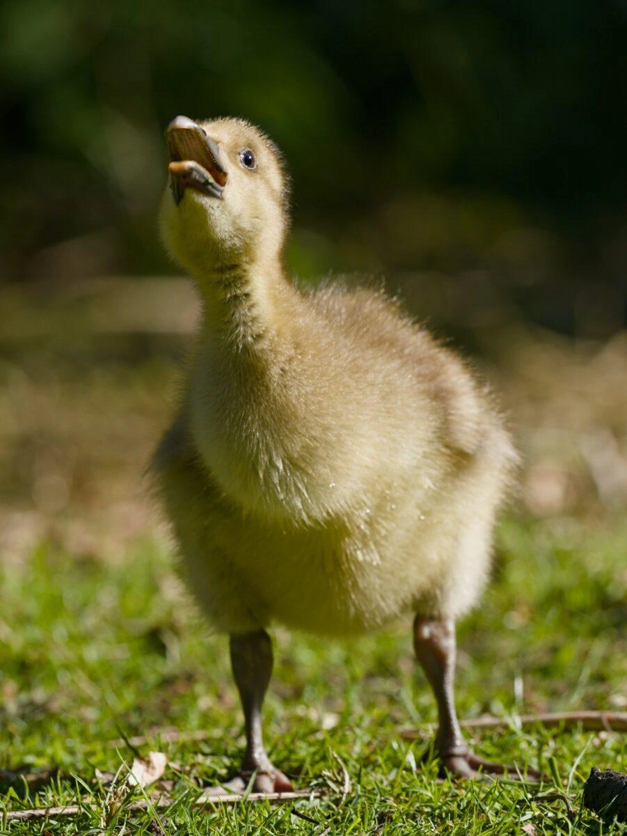 A greylag gosling extending its neck toward the camera, beak open to peep