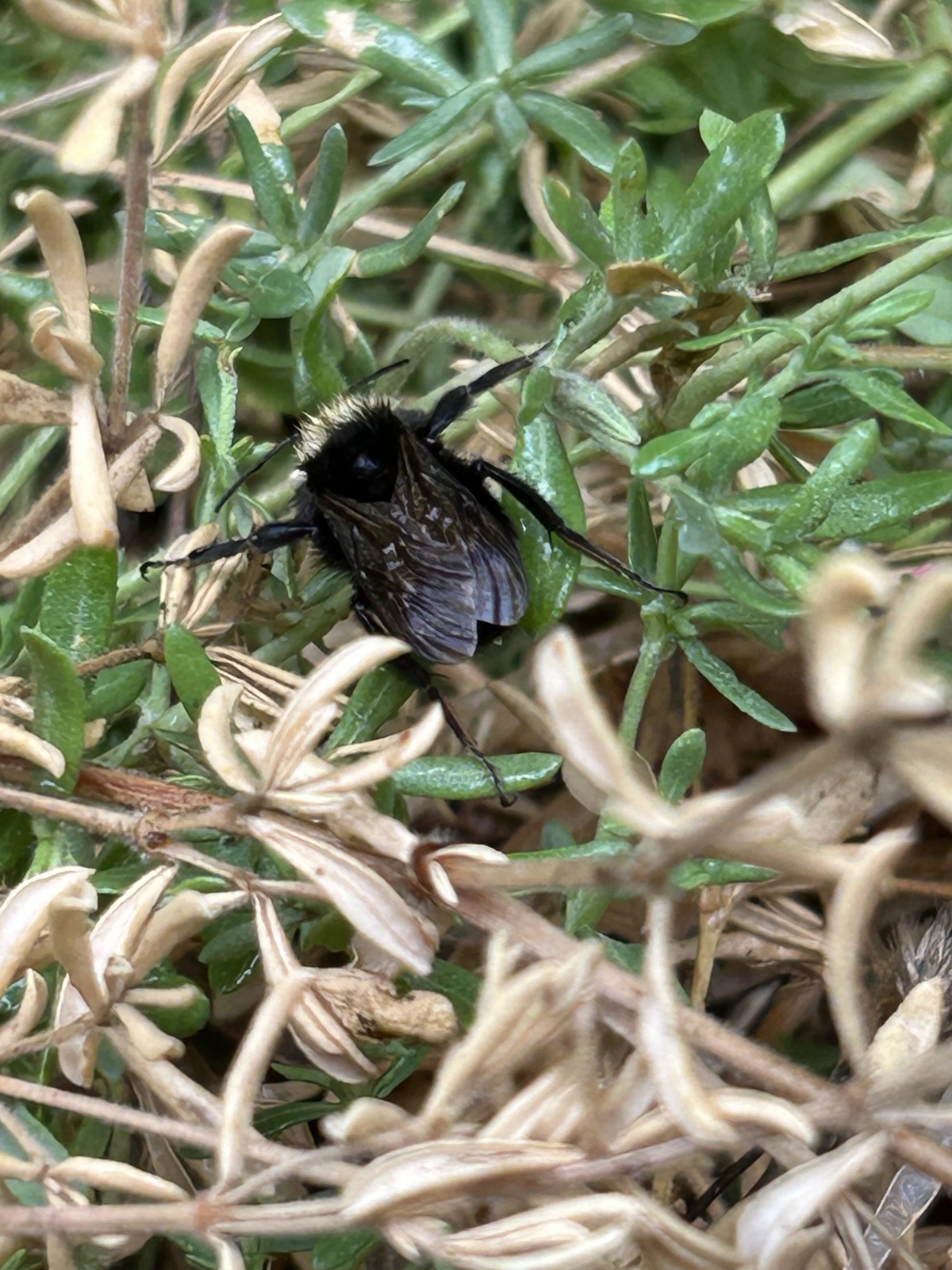 A view from behind a black bumble bee with a yellow face. The bee is crawling across ground cover plants.